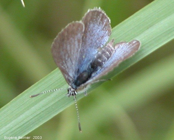 IMG 2003-Jul05 at MilnerRidge:  Blue butterfly (Polyommatinae sp)
