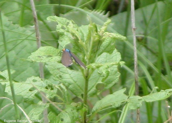 IMG 2003-Jul05 at MilnerRidge:  Virginia ctenuchid moth (Ctenucha virginica)
