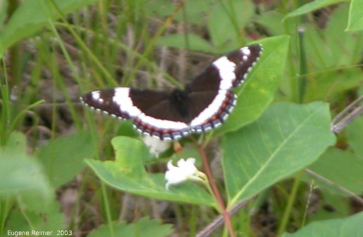 IMG 2003-Jul05 at MilnerRidge:  White admiral butterfly (Limenitis arthemis)