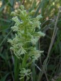 Ragged fringed-orchid: