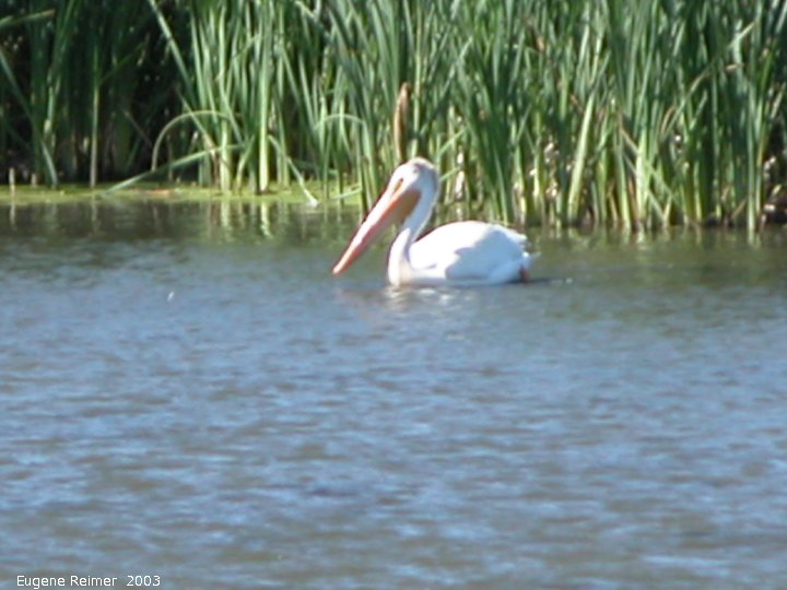 IMG 2003-Jul16 at GrandBeach:  White pelican (Pelecanus erythrorhynchos)