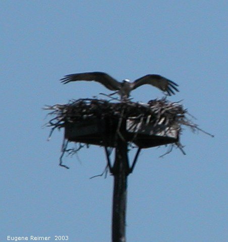 IMG 2003-Jul16 at GrandBeach:  Osprey (Pandion haliaetus) lands on nest near tennis-courts
