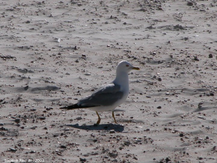 IMG 2003-Jul16 at GrandBeach:  Seagull (Laridae sp) on beach