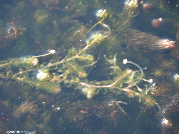 IMG 2003-Jul17 at FtWhyteCentre with George Holland & Richard Staniforth:  Canadian pondweed (Elodea canadensis)