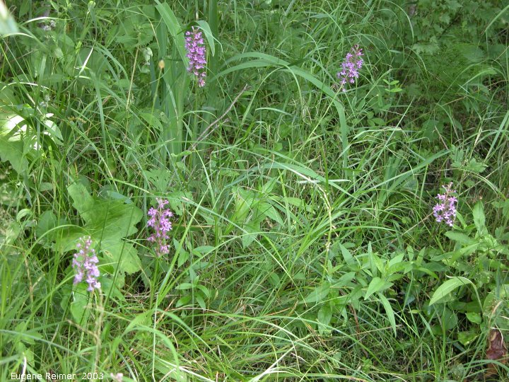 IMG 2003-Jul19 at BuffaloPoint:  Small purple fringed-orchid (Platanthera psycodes) clump
