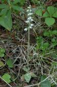 Lesser rattlesnake-orchid=Goodyera repens: plant