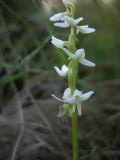 White bog-orchid=Platanthera dilatata: