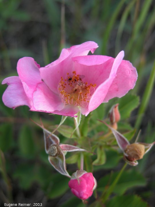 IMG 2003-Jul26 at TCH#1 near Lorette:  Low prairie-rose (Rosa arkansana)