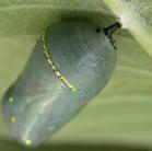 Monarch: chrysalis semi-transparent on Milkweed