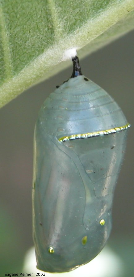 IMG 2003-Aug03 at Hadashville:  Monarch butterfly (Danaus plexippus) chrysalis semi-transparent on Milkweed (Asclepias sp)