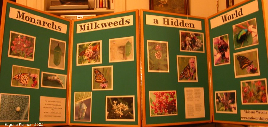 IMG 2003-Aug08 at Ames house:  display-Monarchs-and-Milkweeds overall
