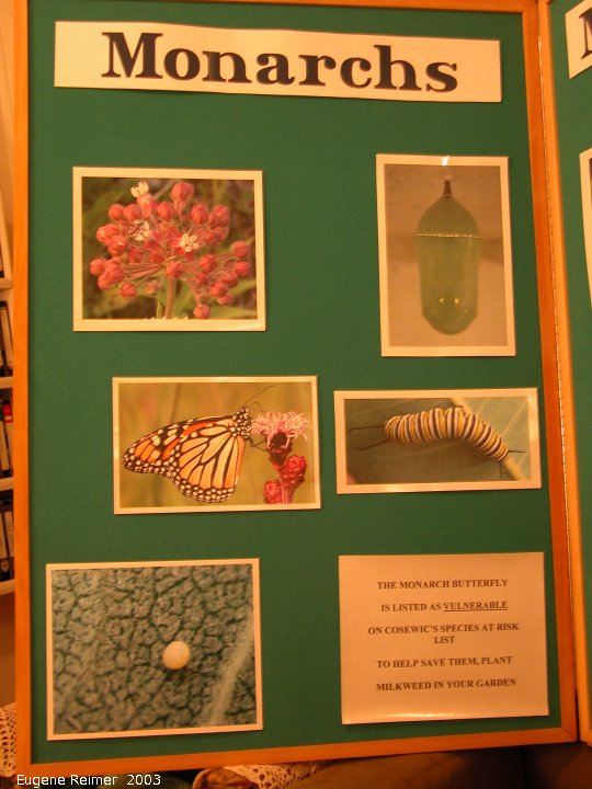 IMG 2003-Aug08 at Ames house:  display-Monarchs-and-Milkweeds panel-1
