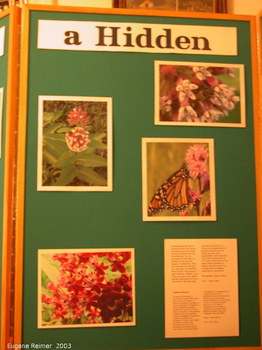 IMG 2003-Aug08 at Ames house:  display-Monarchs-and-Milkweeds panel-3