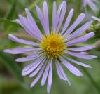Smooth aster: flower