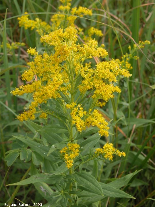 IMG 2003-Aug09 at PTH15:  Canada goldenrod (Solidago canadensis)
