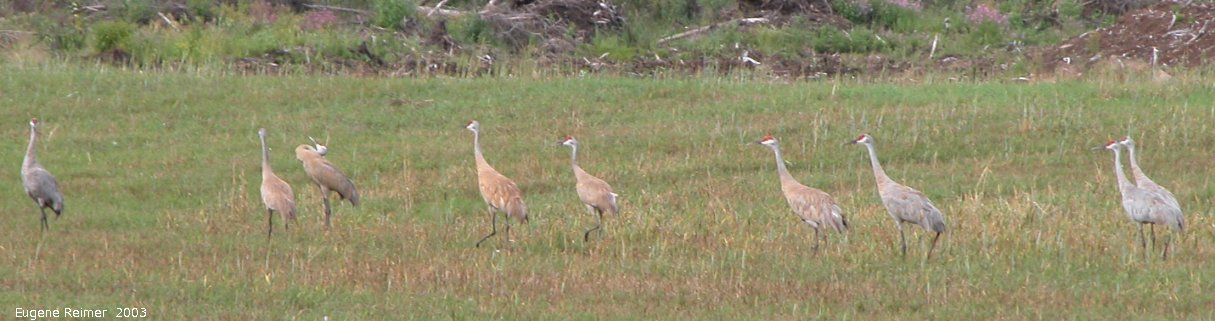 IMG 2003-Aug09 at MossSpurRoad:  Sandhill crane (Grus canadensis) many