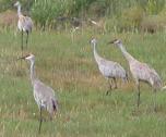 Sandhill crane: many