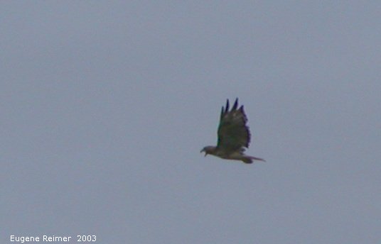 IMG 2003-Aug09 at MossSpurRoad:&nbsp; Redtailed hawk (Buteo jamaicensis) screams at us