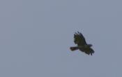 Redtailed hawk: screams at us