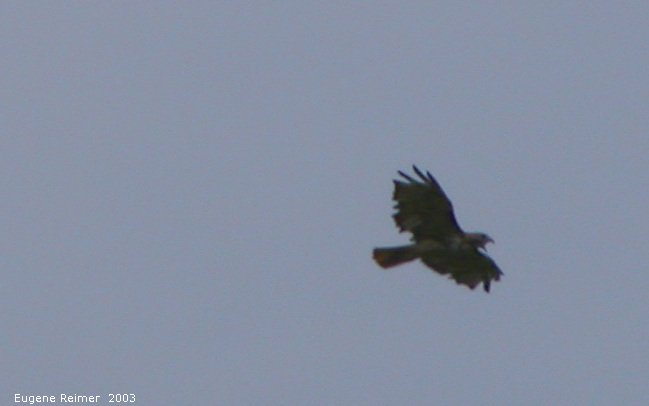 IMG 2003-Aug09 at MossSpurRoad:  Redtailed hawk (Buteo jamaicensis) screams at us