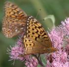 Fritillary butterfly: on JoePye