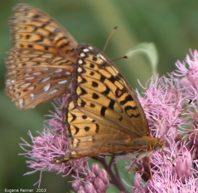 IMG 2003-Aug09 at MossSpurRoad:  Fritillary butterfly (Argynnini sp) on Joe-Pye weed (Eupatorium purpureum)