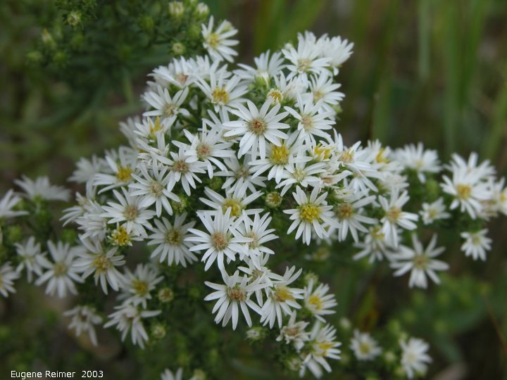 IMG 2003-Aug09 at MossSpurRoad:  Many-flowered aster (Symphyotrichum ericoides)