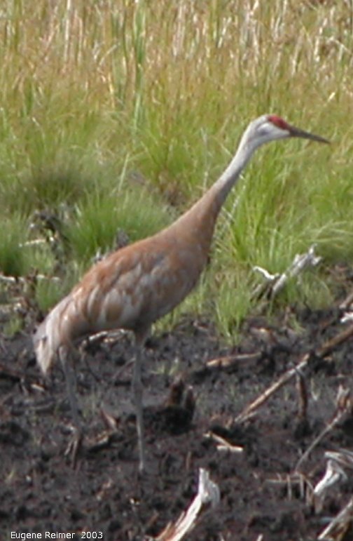 IMG 2003-Aug09 at MossSpurRoad:  Sandhill crane (Grus canadensis) solitary