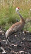 Sandhill crane: solitary posing