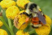 Bumblebee-red-abdomen=Bombus melanopygus: on Tansy