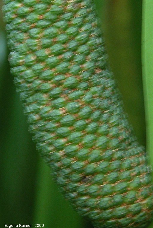 IMG 2003-Aug15 at Hadashville:&nbsp; Calamus sweetflag (Acorus calamus) flower-spike closer