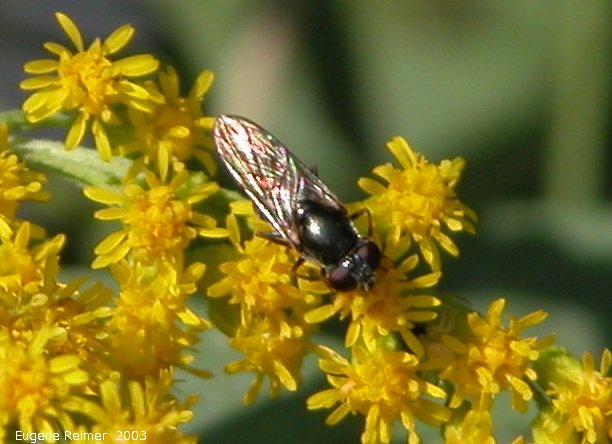 IMG 2003-Aug19 at SandilandsSelectiveCutting site:  Syrphid-fly (Syrphidae sp) on Goldenrod (Solidago sp)