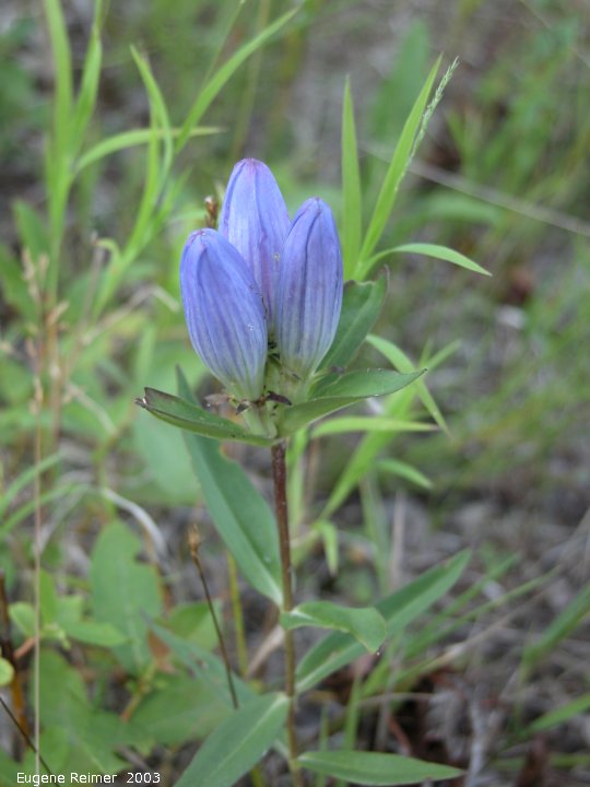 IMG 2003-Aug22 at ForestryRd#13 and ForestryRd#1:  Closed bottle-gentian (Gentiana andrewsii)