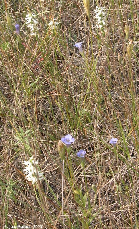 IMG 2003-Sep05 at near Rosa:  Great-plains ladies-tresses (Spiranthes magnicamporum) + Lesser fringed-gentian (Gentiana procera)