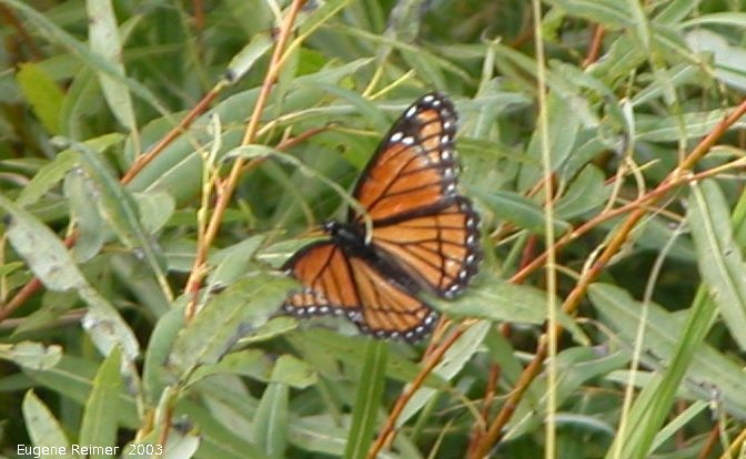 IMG 2003-Sep05 at Tolstoi TGPP:  Viceroy butterfly (Limenitis archippus) on Willow (Salix sp)