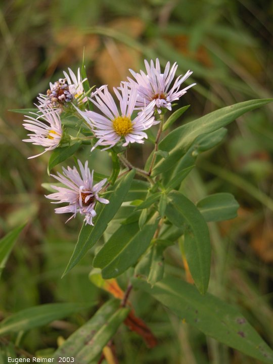 IMG 2003-Sep05 at DoverRd:  Aster (Aster sp)?