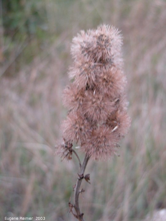 IMG 2003-Sep05 at C.S.BairdRd:&nbsp; Meadow blazing-star (Liatris ligulistylis) seed-stage