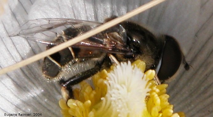 IMG 2004-Apr24 at Sunnyside Cemetery near BirdsHillPark:  Bee-fly (Bombyliidae sp) on Prairie crocus (Anemone patens)