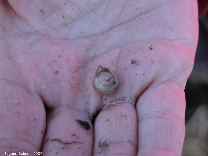 IMG 2004-May06 at MothLake (aka HayLake):  Orb snail=Ramshorn snail (Planorbidae sp)