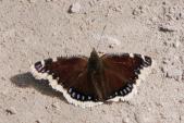 Mourning cloak-butterfly: