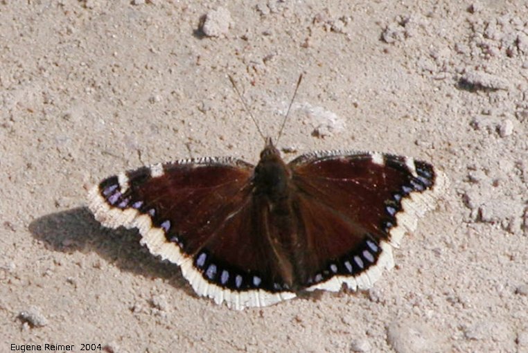 IMG 2004-May08 at Hadashville and Braintree:  Mourning cloak-butterfly (Nymphalis antiopa)