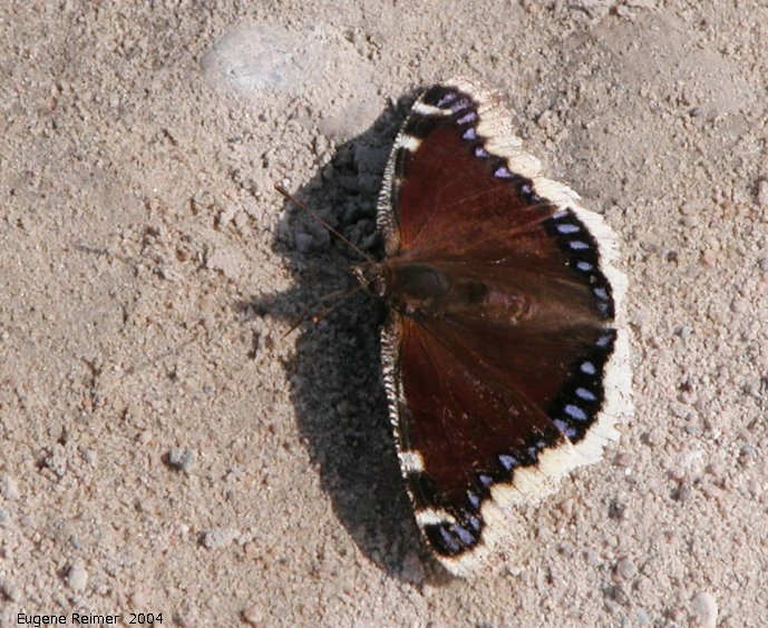 IMG 2004-May08 at Hadashville and Braintree:  Mourning cloak-butterfly (Nymphalis antiopa)