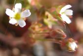 Pygmy-flower: closeup