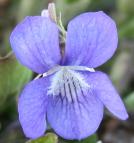 Early blue violet=Viola adunca: closeup