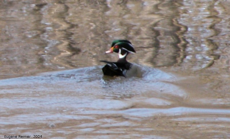 IMG 2004-May16 at Winnipeg:  Wood duck (Aix sponsa) male