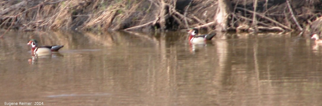 IMG 2004-May16 at Winnipeg:  Wood duck (Aix sponsa) males+female