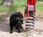 Blackie: sniffing
