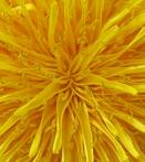 Dandelion: flower closeup