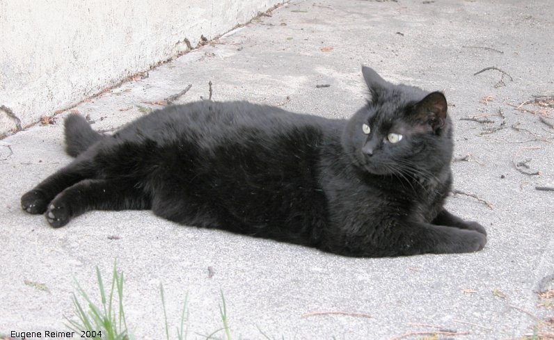 IMG 2004-May23 at SunsetBlvd:  Blackie guarding