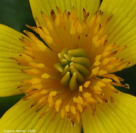 IMG 2004-May23 at Blumenort:&nbsp; Marsh marigold (Caltha palustris) flower closeup